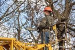Новости » Коммуналка: В Керчи РЭС  и ЖЭКи обрезают деревья на улице Мирошника